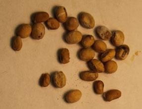 Scientist looks for ways to improve soybean seed quality